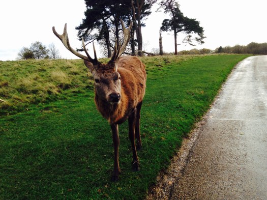 Large stag Nov 2015.jpg