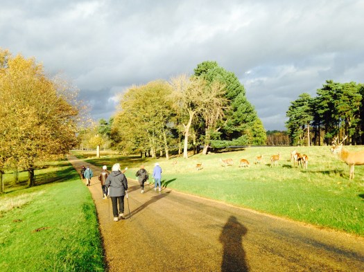 Tatton drive Nov 2015.jpg